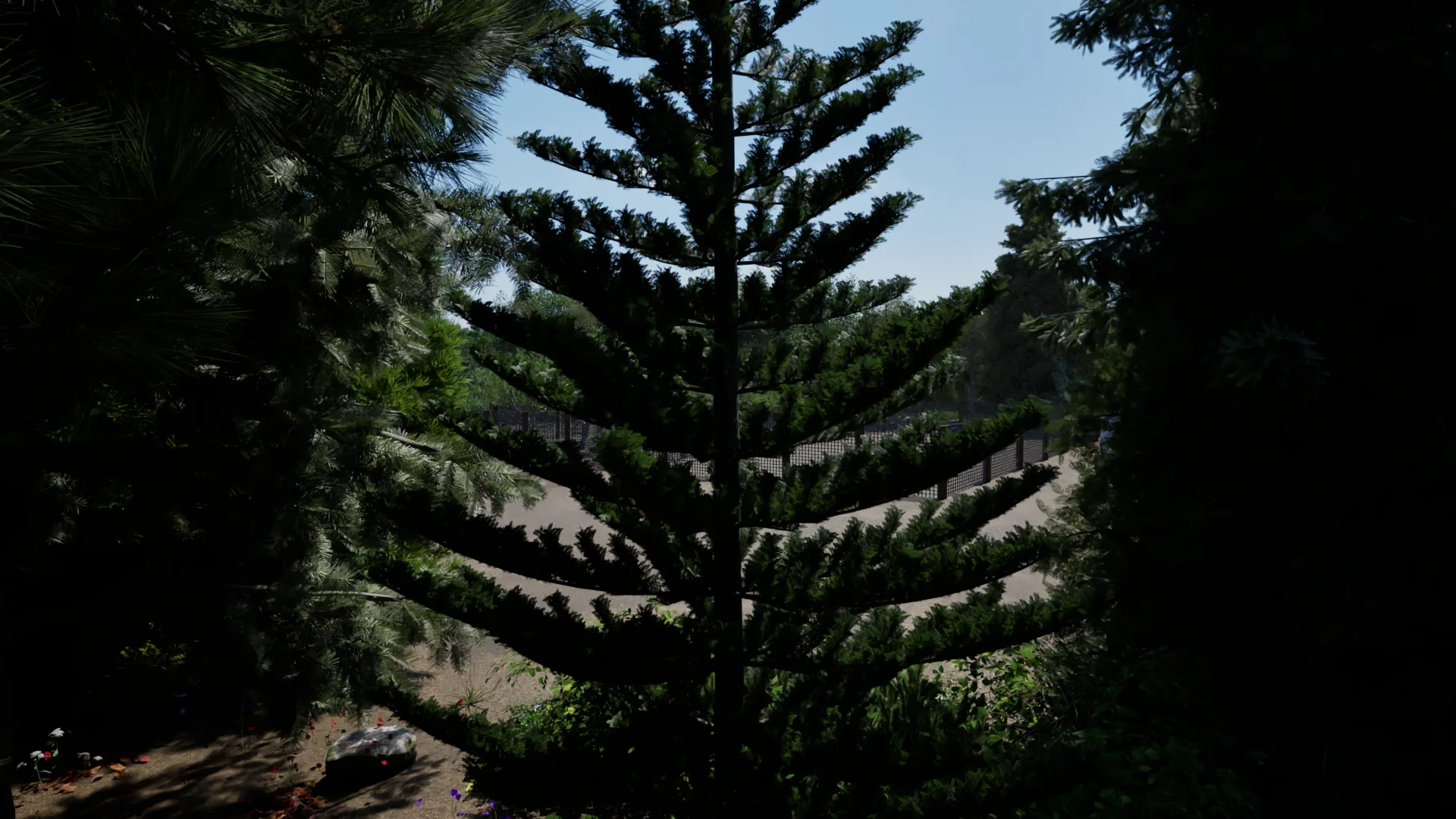 A pine tree above the orchard rows